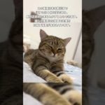 たまには風呂に入ってもいいよ#pettena #ペット #ペット用品 #pets #ペットカート