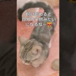 買い手の付かないペット🤔 #short  #ペット  #ねこ