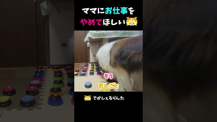 ママにお仕事をやめてほしいシェルティ【会話ボタンでしゃべる犬】 #shorts