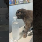 ペットボトルについた水滴をなめようとしてくるスコティッシュフォールド　　#shorts