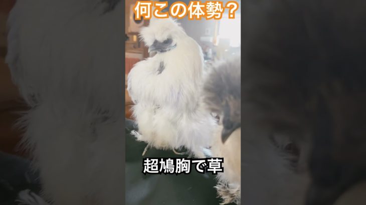 めっちゃ鳩胸で草 #癒し #ニワトリ #烏骨鶏 #かわいい #ペット #shorts