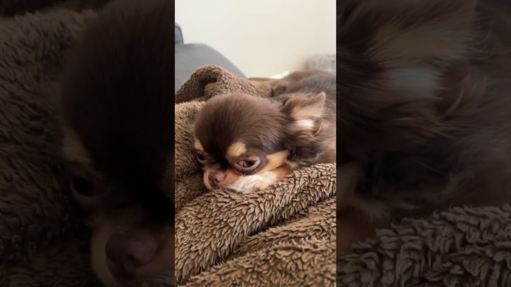おねむ🐣💤 #shorts  #アニマル#チワワ #chihuahua #いぬ #犬 #dog #ペット #かわいい犬 #animals