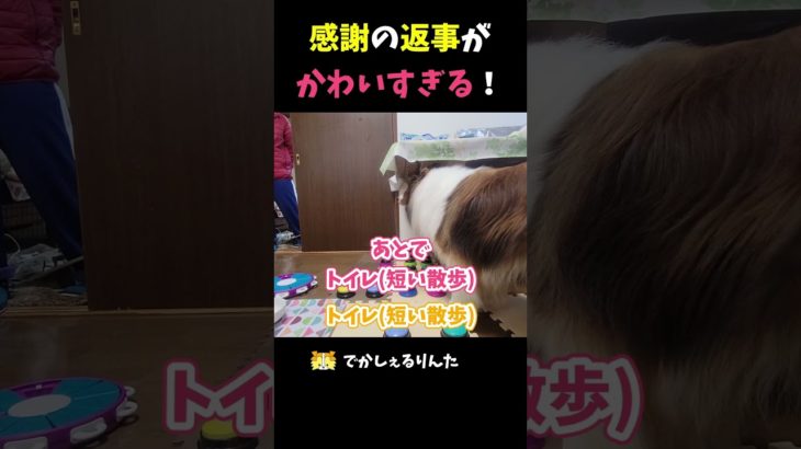 感謝の返事がかわいすぎる！【会話ボタンでしゃべる犬】 #shorts #dog