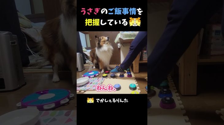 うさぎのご飯事情を把握しているシェルティ【会話ボタンでしゃべる犬】 #shorts #dog