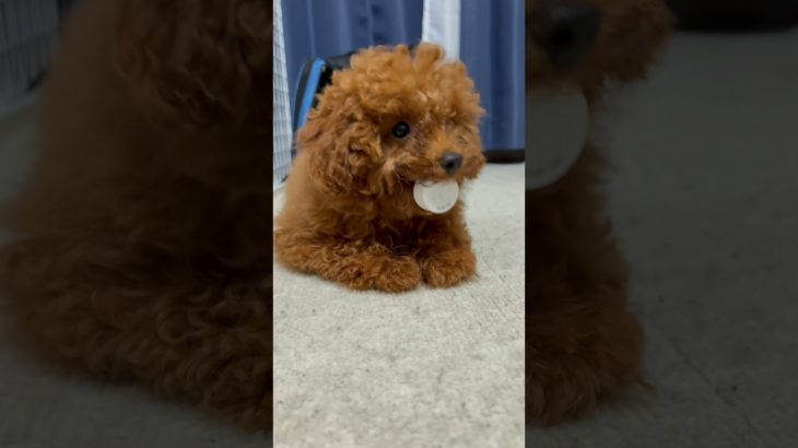 ペットボトルキャップがお気に入り🫶🏻 #トイプードル #トイプードルのいる暮らし #可愛い #トイプー #癒しワンコ #shorts #犬のいる生活 #犬のいる暮らし #犬 #toypoodle