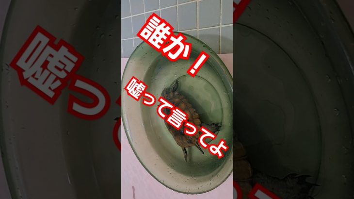 かめきちの演技力にビックリ！#short#亀#可愛い#ウンキュウ#ペット#流行る#人気#バズる#演技#turtle#死