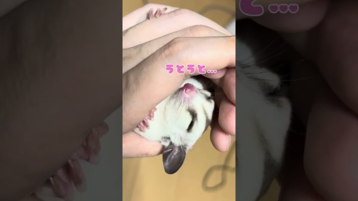#フクモモ #フクロモモンガのしろくまちゃん #フクロモモンガ #可愛い #フクロモモンガプラチナ #癒し #sugarglider #ペット #かわいい