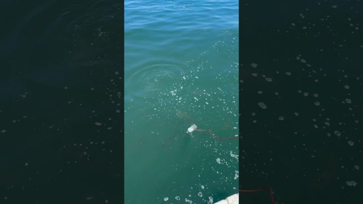 ペットボトルで鯛を釣る方法‼️