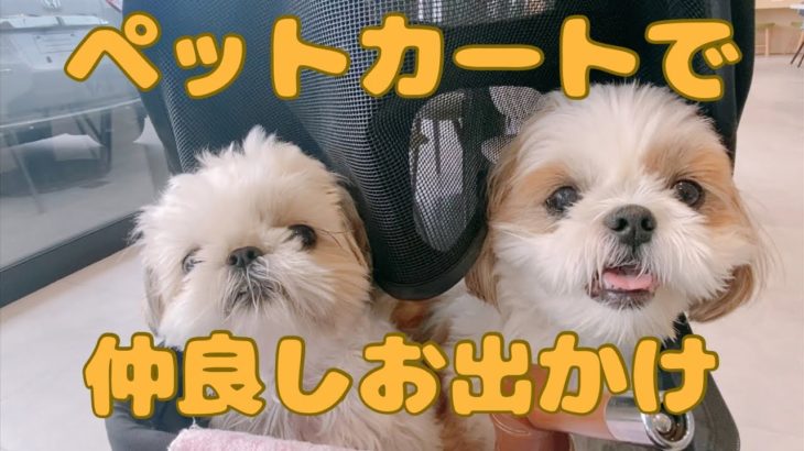 【シーズー】ペットカートでお出かけ後は安定のウザ絡み