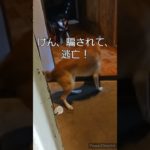 お出迎えチャレンジ✨　#黒柴#柴犬#犬#愛犬#ペット#南紀白浜#保護犬#どらごんワンコの会#里親#仔犬#譲渡犬#志村けん