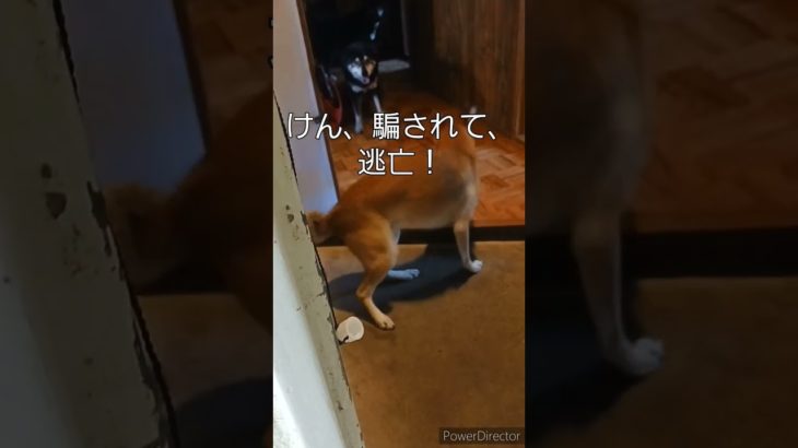 お出迎えチャレンジ✨　#黒柴#柴犬#犬#愛犬#ペット#南紀白浜#保護犬#どらごんワンコの会#里親#仔犬#譲渡犬#志村けん