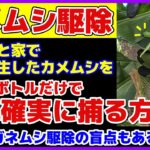 【無農薬でカメムシ駆除】ペットボトルだけで簡単確実な捕獲方法（実演）／カメムシの捕り方とその後の処理／カメムシ被害に遭ったトウモロコシ／枝豆のカメムシ対策／匂いの秘密／卵／コガネムシ駆除の盲点とコツも