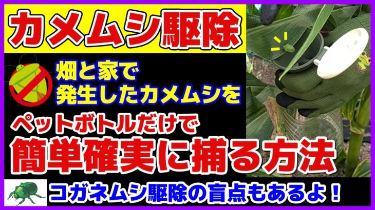 【無農薬でカメムシ駆除】ペットボトルだけで簡単確実な捕獲方法（実演）／カメムシの捕り方とその後の処理／カメムシ被害に遭ったトウモロコシ／枝豆のカメムシ対策／匂いの秘密／卵／コガネムシ駆除の盲点とコツも