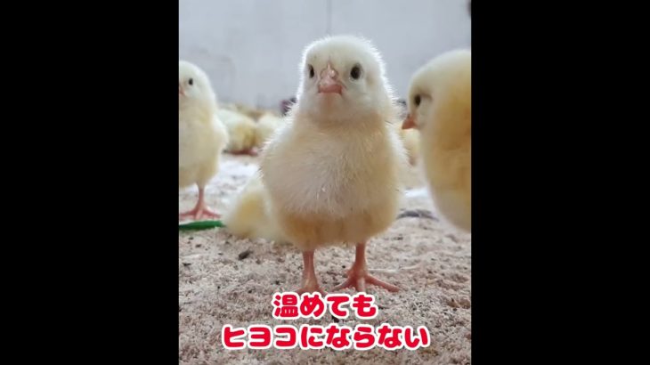 #ニワトリの雑学#ニワトリ#動物雑学#雑学#ペット雑学