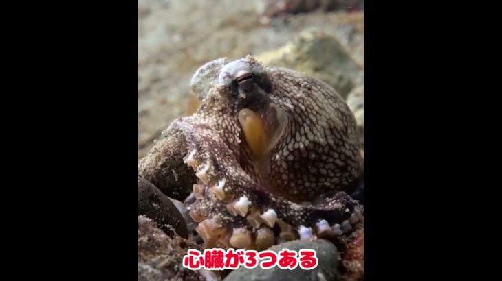 #タコの雑学#タコ#動物雑学#雑学#ペット雑学