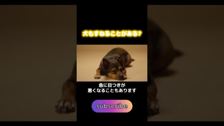 犬もすねることがある？ #犬 #ペット #雑学