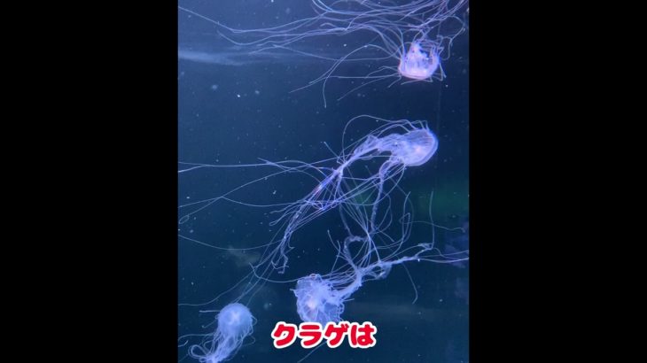 #クラゲの雑学#クラゲ#動物雑学#雑学#ペット雑学