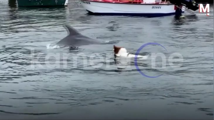 子犬とイルカの出会い…思いがけない友情