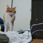 主が帰宅した時の猫の様子をペットカメラで見てみると切なすぎた…