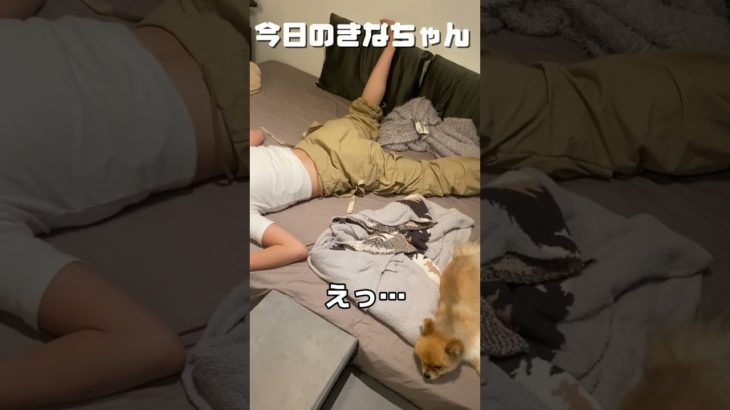 両者共倒れ😂w#dog #きなちゃん #ポメラニアン #ペット #ペット動画 #犬のいる暮らし #犬好きと繋がりたい #犬 #犬動画 #shorts #short