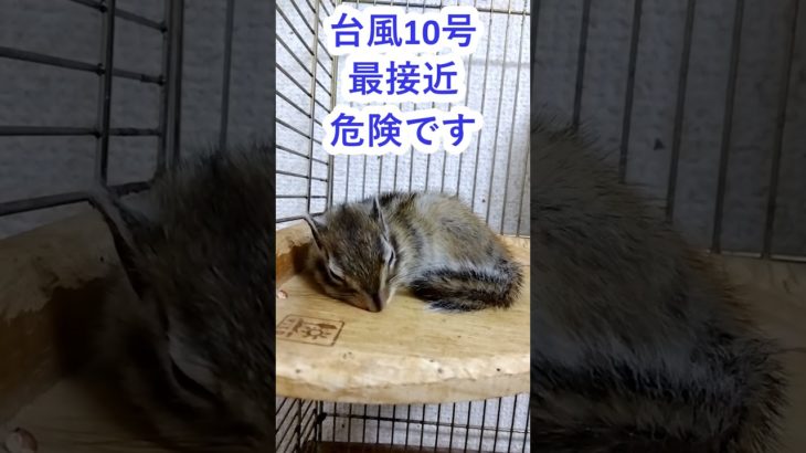 しまりす「ポン吉」大型！！台風10号危険な進路です！！みなさん気をつけましょう！！