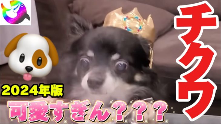 【2024年版】フィッシャーズのアイドル・チクワの動画出演シーンを集めたら可愛すぎてみんなほっこり。【切り抜き】