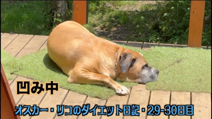 ロイおじの元気がなかった日【オスカー・リコのダイエット日記29 30日目】