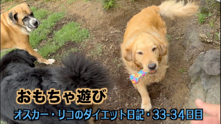 おもちゃで遊ぼう♪【オスカー・リコのダイエット日記33 34日目】