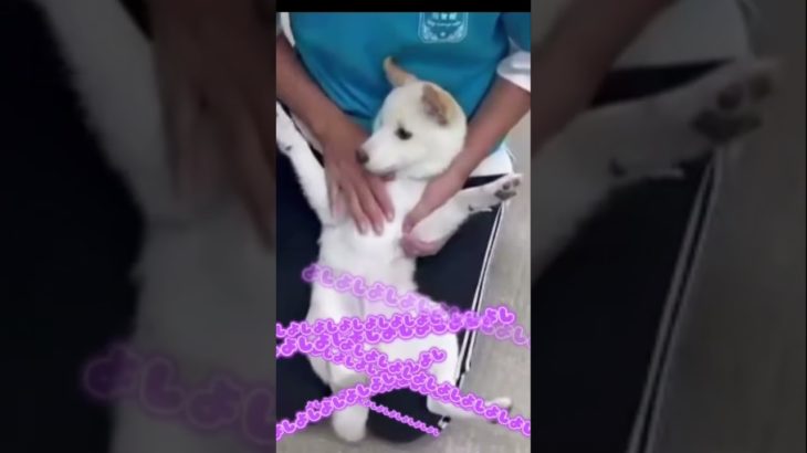 一郎頑張ろうか！ #ペット動画 #旅柴ちゃんねる #柴犬のいる生活 #丸柴 #キャンピングカー #柴犬 #可愛い #黒柴 #愛犬 #3601