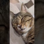 遊んでごめん#ほたて君#元ボス猫#ダイエット中 #7.8kg#🦭