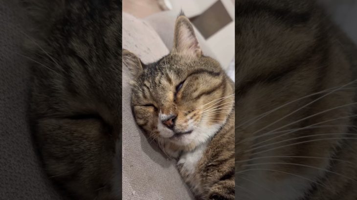 遊んでごめん#ほたて君#元ボス猫#ダイエット中 #7.8kg#🦭