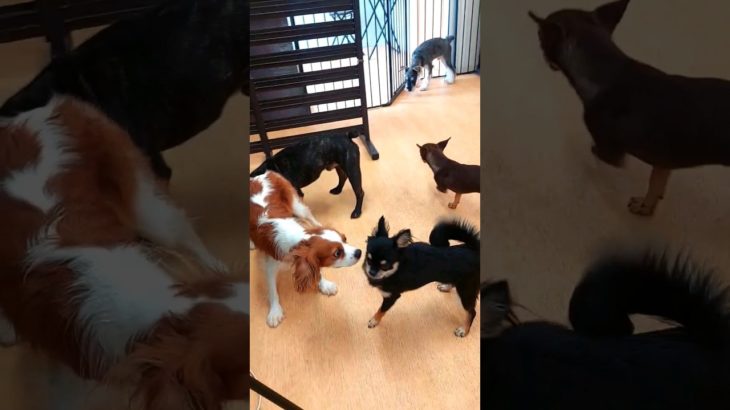 【8泊9日ペットホテル】ロングコートチワワ・リオン君生後9ヶ月 #chihuahua #チワワ #ペットホテル #pethotel