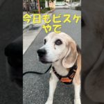 おやつおくれーなぁ91 #ビーグル  #老犬  #beagle