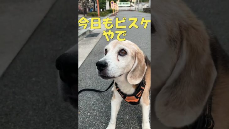 おやつおくれーなぁ91 #ビーグル  #老犬  #beagle