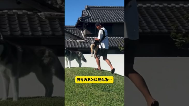 [Giipet]ペットスリング🐕‍🦺 #giipet #ペット用品 #petテープ #柴犬 #犬用おもちゃ #トイプードル #お薦め #pets #ペット #おすすめ