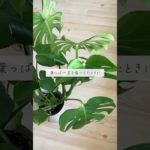 🍀ペットがいると危険　実は毒がある観葉植物🍀【☘Life with Houseplant】7-20#shorts