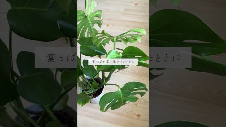 🍀ペットがいると危険　実は毒がある観葉植物🍀【☘Life with Houseplant】7-20#shorts