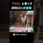 『YES』と言ってお利口にお昼寝【会話ボタンでしゃべる犬】 #shorts #dog