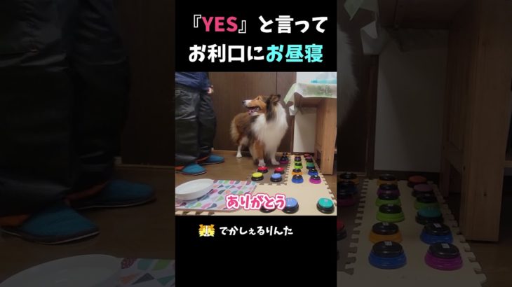 『YES』と言ってお利口にお昼寝【会話ボタンでしゃべる犬】 #shorts #dog