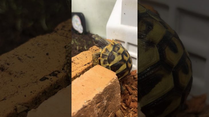 二足歩行のカメ🐢#animals #ペット #pet #turtle