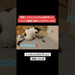 #手作り#猫#猫ご飯#野良猫#保護猫#猫カフェ#犬#ペット#らーめん#cat#背脂#塩らーめん#味噌ラーメン#tuki#晩餐歌#ねこ屋食堂#ランチ#カシスオレンジ#仙台#みれい#チュール#炊飯器