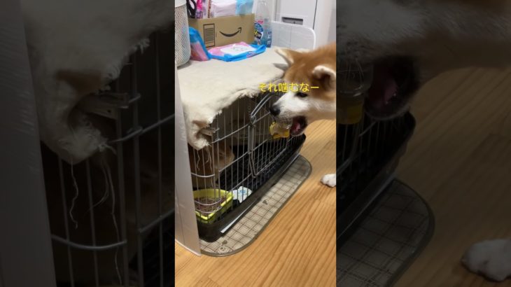 メルちゃん（♂）好きなの❤️ #dog #akita#siba #ペット #こいぬ #柴犬 #うさぎ #めだか #秋田犬 #秋田犬子犬