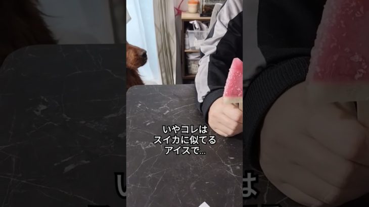 夏のごちそう…？ #ペット #dog #犬のいる暮らし #大型犬 #irishsetter #アイリッシュセッター
