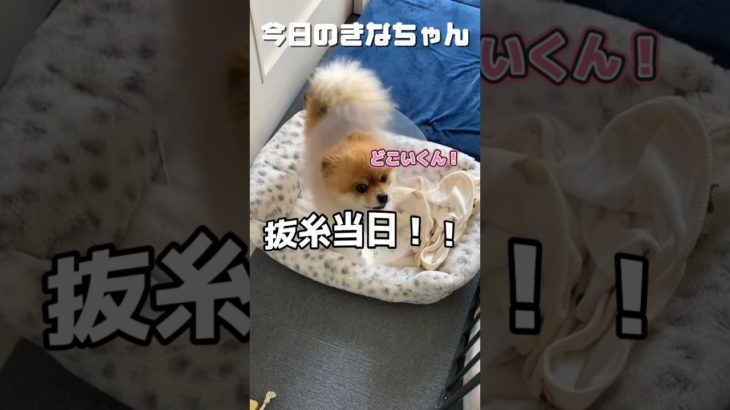 とうとうこの日がっ！！😆#dog #きなちゃん #ポメラニアン #ペット #ペット動画 #犬のいる暮らし #犬好きと繋がりたい #犬 #犬動画 #shorts #short