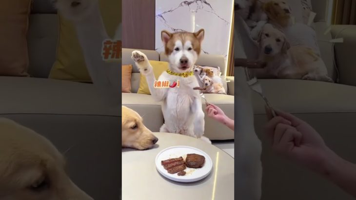 🥰🥰.  #doglover #pet #dogshorts