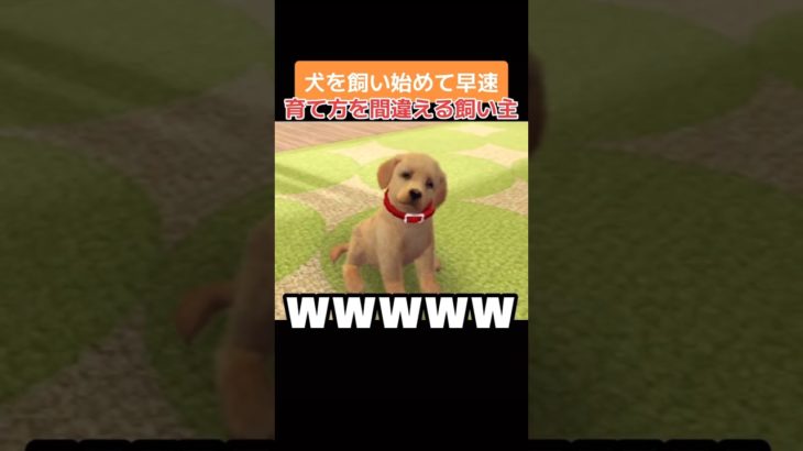 ペットの育て方を早速間違えた実況者の物語#ペット #犬のいる暮らし #nintendo #3ds #shorts #べってぃー