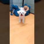 【ペットホテル前編】こむぎちゃん&ミルクちゃん #ポメラニアン #ポメビション #pomeranian #bichonfrise #犬 #dog #pethotel