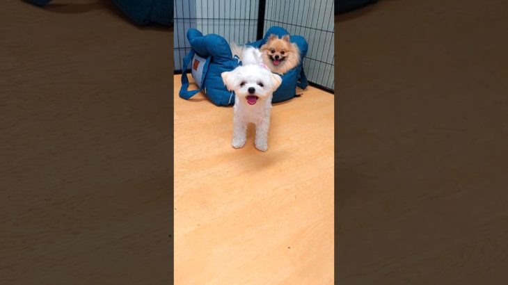 【ペットホテル前編】こむぎちゃん&ミルクちゃん #ポメラニアン #ポメビション #pomeranian #bichonfrise #犬 #dog #pethotel