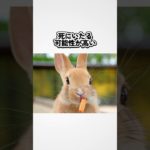 【注意】ペット動物の危険な雑学３選#雑学 #豆知識#shorts #ペット#危險