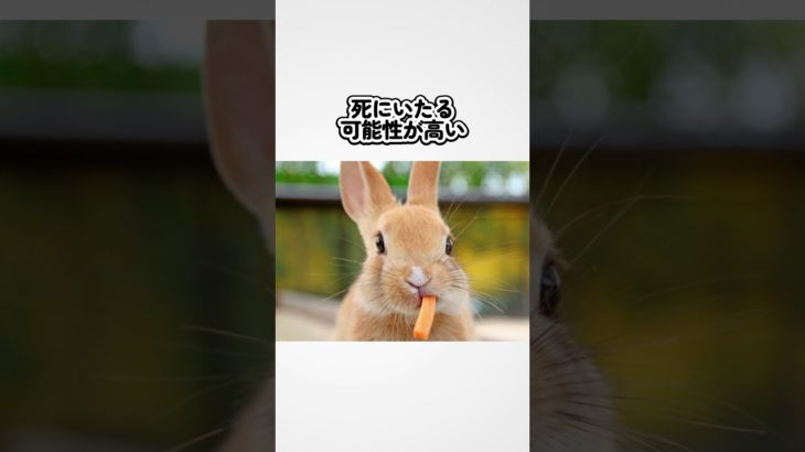 【注意】ペット動物の危険な雑学３選#雑学 #豆知識#shorts #ペット#危險